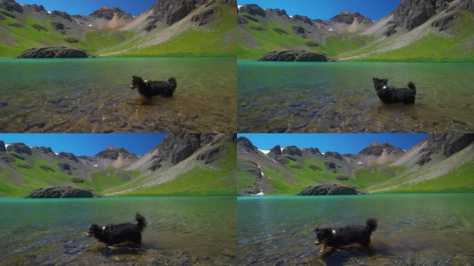 迷你澳大利亚狗游泳慢动作高山湖泊科罗拉多冰湖径盆地上岛湖水蓝色绿松石清澈的水夏天蓝天西尔弗顿特柳赖德