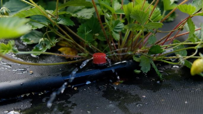 滴灌。在一个凸起的床上的灌溉系统的特写视图。草莓丛从枯枝上发芽，反对滴灌。
