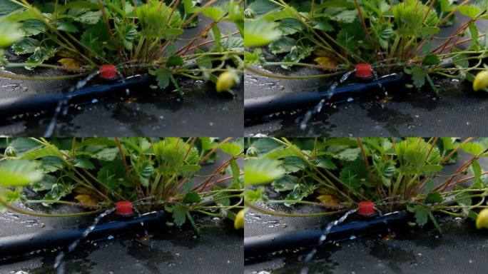 滴灌。在一个凸起的床上的灌溉系统的特写视图。草莓丛从枯枝上发芽，反对滴灌。