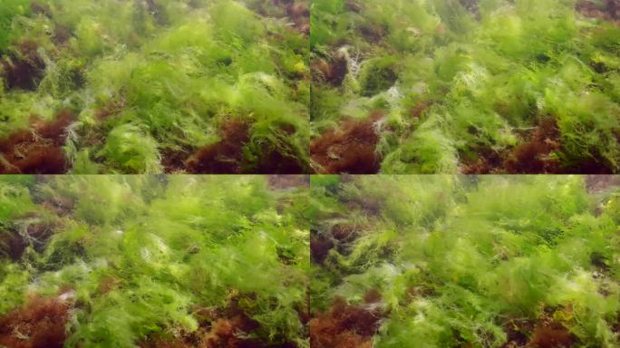 岩礁上覆盖着水藻，慢镜头