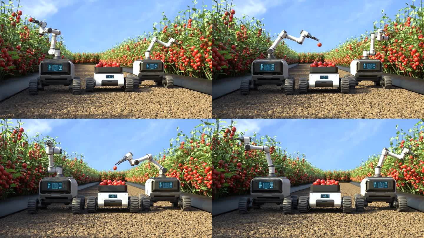 机器人在番茄园里采摘西红柿，农业机器人在智能农场工作