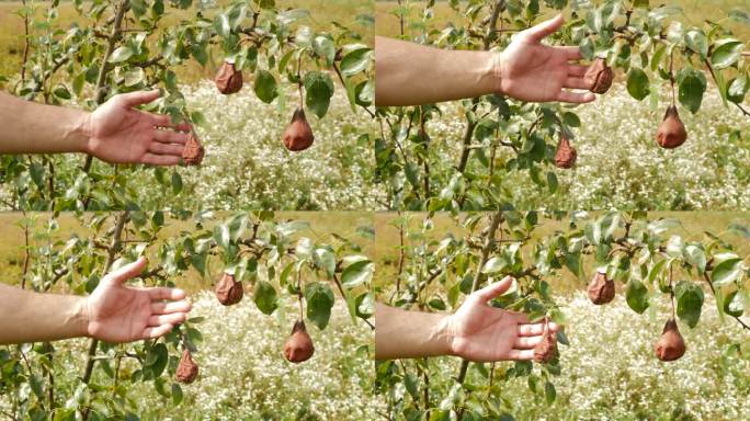 园丁在检查树上的烂梨。梨树减产。
