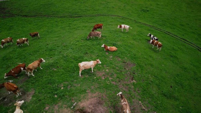 牛在高山草地上吃草