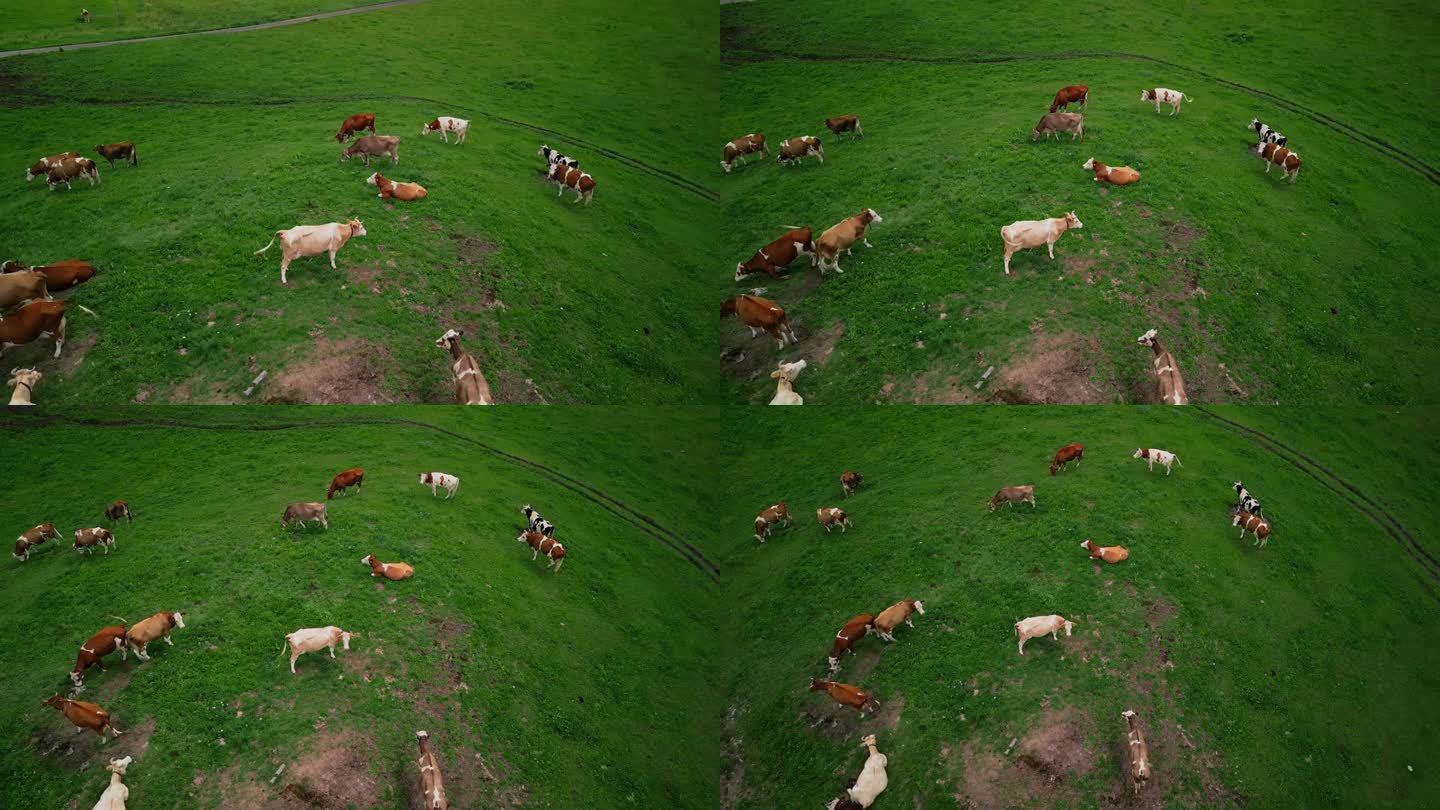 牛在高山草地上吃草
