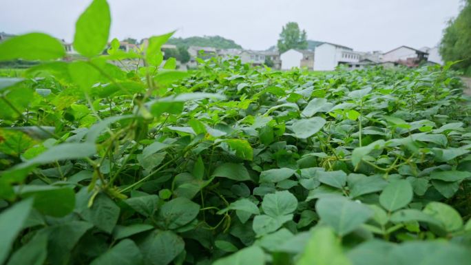 大豆黄豆藤大豆种植