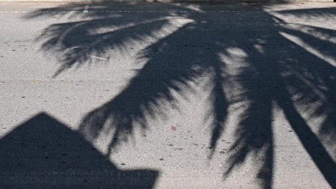 在灰色的道路背景上，拉近阴影棕榈树叶的运动，慢动作的场景