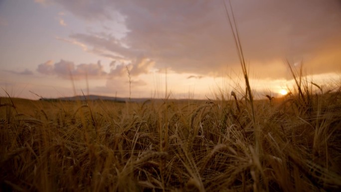 在托斯卡纳恬静的日出乡村，用平底锅烤出金黄色的小麦