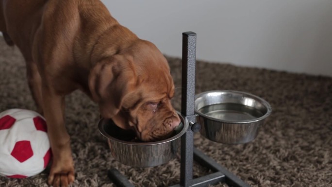 法国獒犬小狗贪婪地吃着碗里的食物。