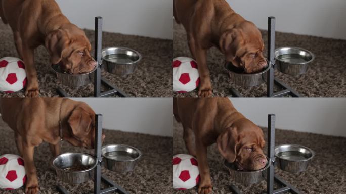 法国獒犬小狗贪婪地吃着碗里的食物。