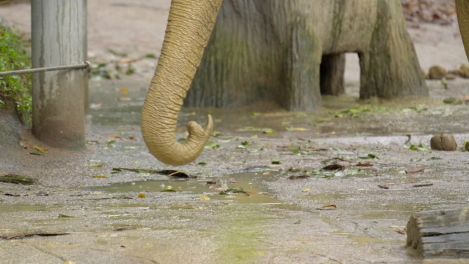 小亚洲象鼻子靠近新加坡动物园泥浴