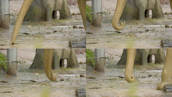 小亚洲象鼻子靠近新加坡动物园泥浴