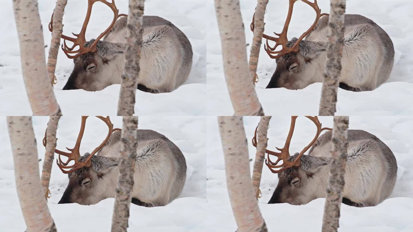 挪威驯鹿或北美驯鹿(Rangifer tarandus)在雪地里睡觉的特写