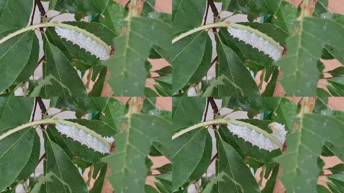 毛毛虫爬樱桃树枝的特写镜头