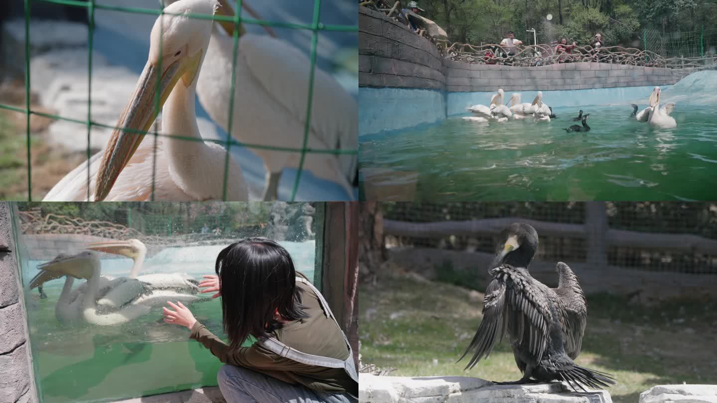 女生在动物园参观鹈鹕和黑鸬鹚