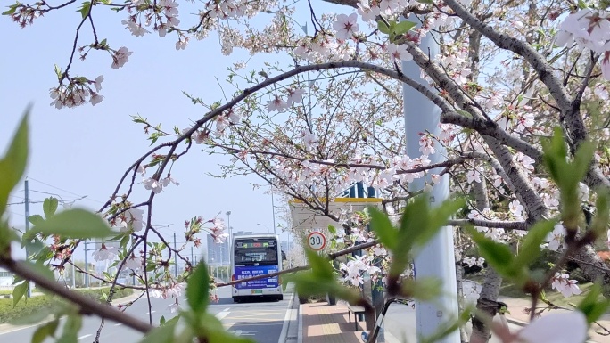 樱花特写公交远去