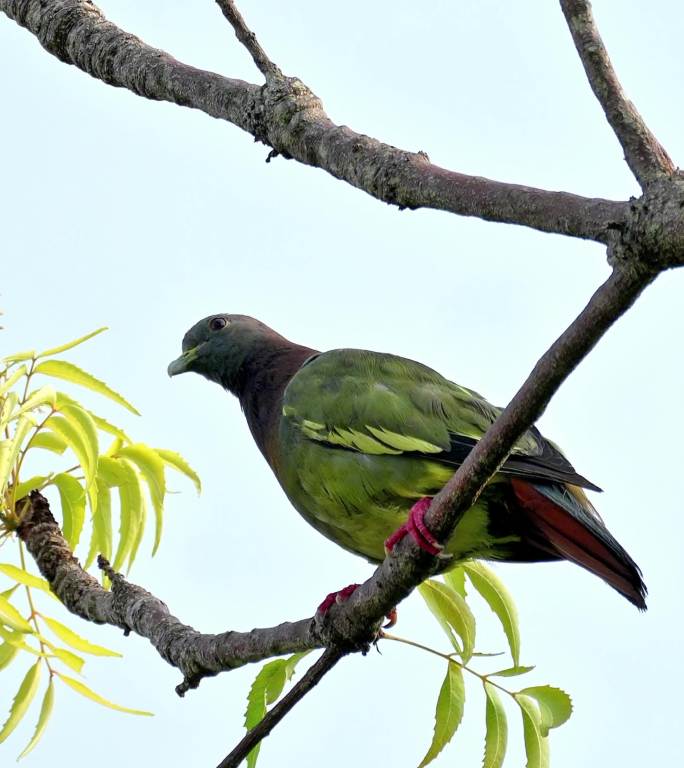 食果鸟类红颈绿鸠乐于在树冠层活动和觅食
