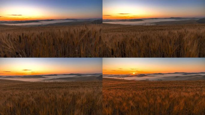 托斯卡纳，日出时金色的麦田和远处的雾气