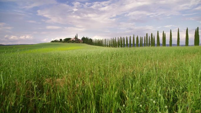 风景秀丽的绿色小麦作物山下别墅，托斯卡纳