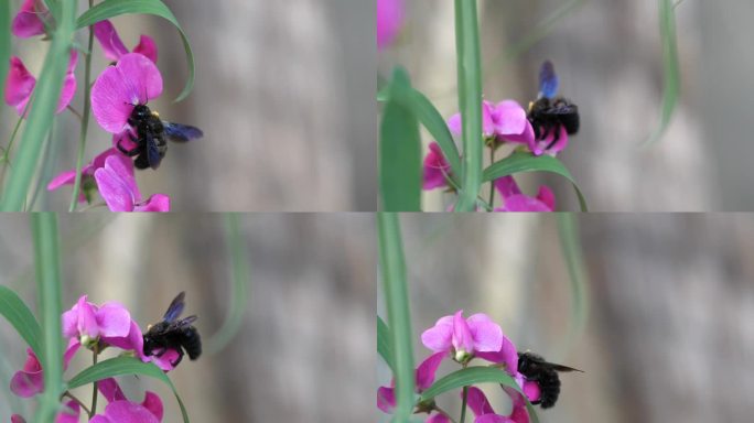 紫木蜂