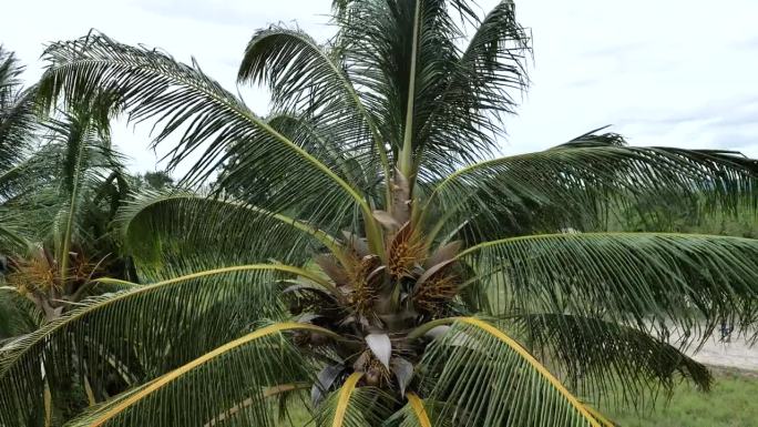 风吹了，风吹在椰子树上，雨季来了。