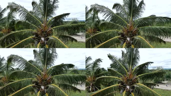 风吹了，风吹在椰子树上，雨季来了。