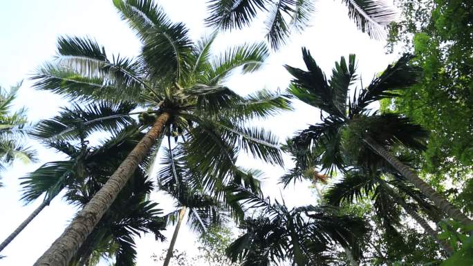 椰子树2
