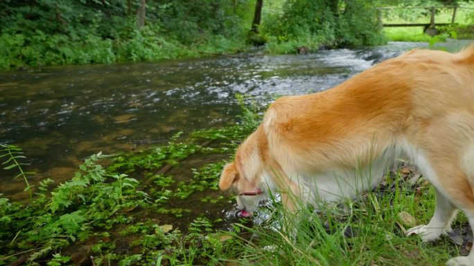 一只漂亮的红狗喝着清澈的河水。