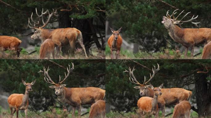 在发情季节，雄马鹿尾随雌鹿，寻找配偶，远摄跟踪观