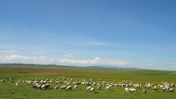 中国四川省若尔盖草原牧场上的一群羊