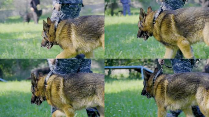 警犬训导员正在训练一只德国牧羊犬
