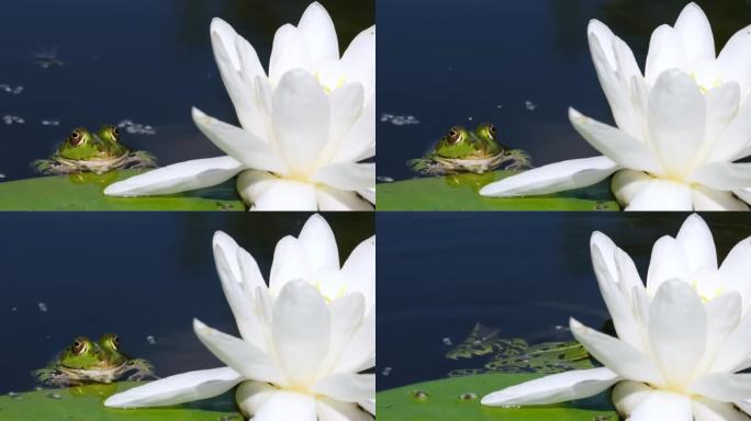 一只绿色青蛙的特写，浪漫的青蛙王子童话般的风景
