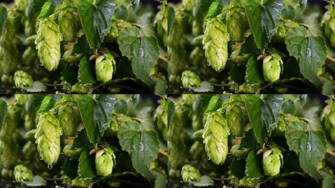 滴落在酒花锥上的慢动作;纹理啤酒花灌木背景照明与冷光。