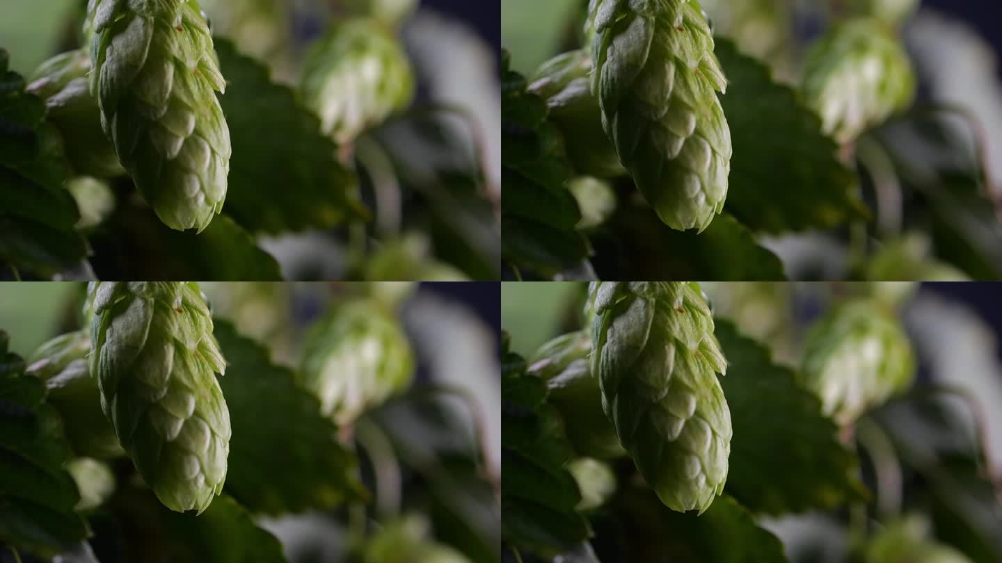 酒花锥上水滴的慢动作镜头;对比冷光突出纹理，与啤酒花灌木背景。