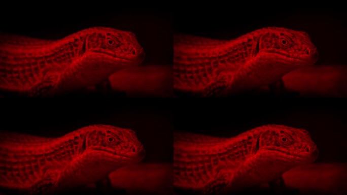 蜥蜴在热灯下眨眨眼环顾四周