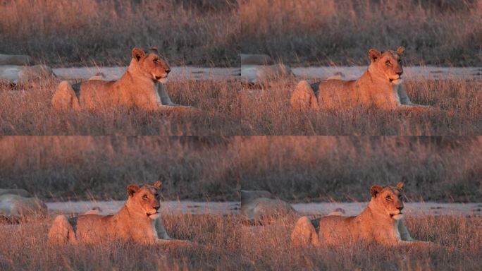 成年非洲狮在萨凡纳金色的田野上休息。近距离