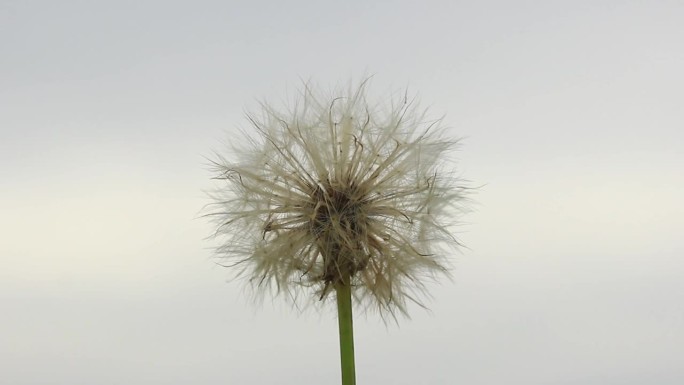 蒲公英的花孢子在风中摇曳