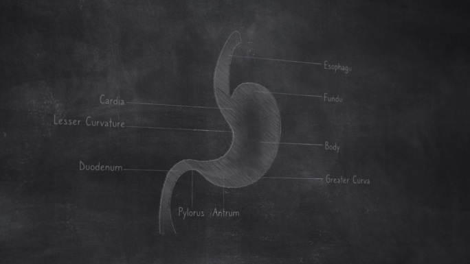 三维人体胃解剖手绘在黑板上