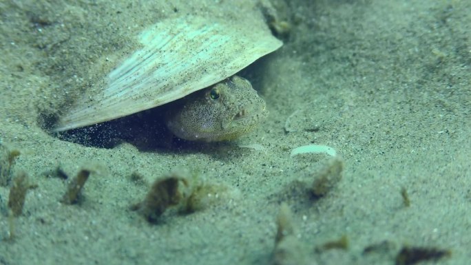 石纹虾虎鱼在沙底的繁殖。
