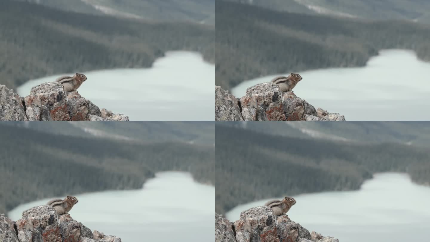 松鼠站在岩石上，眺望湖水和群山