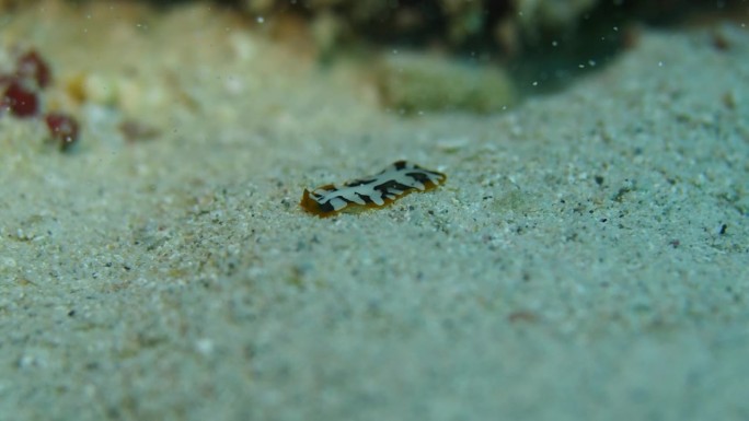 彩色虎扁虫在沙质海底追踪化学气味。