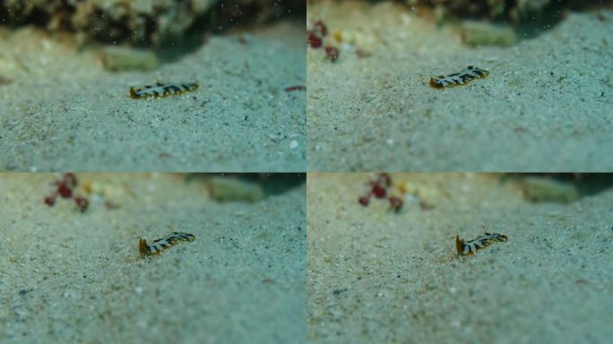 彩色虎扁虫在沙质海底追踪化学气味。