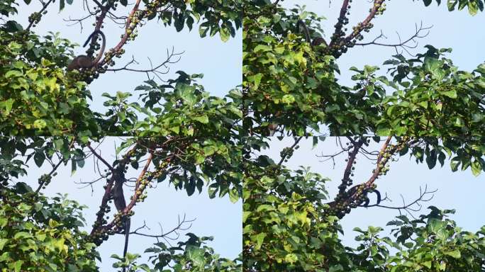 泰国，三条纹棕榈果子狸从树枝上下来，然后又爬起来抓水果