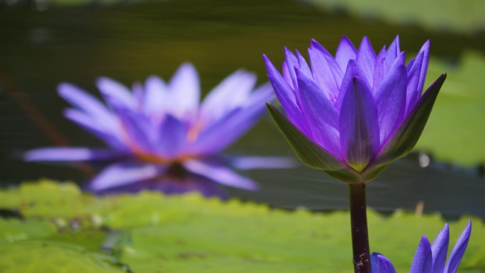 莲花的特写