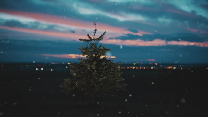 黄昏时，雪落在户外的圣诞树上