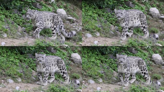 野生奥兹雪豹在野外与岩石追逐的慢动作，近距离跟踪拍摄