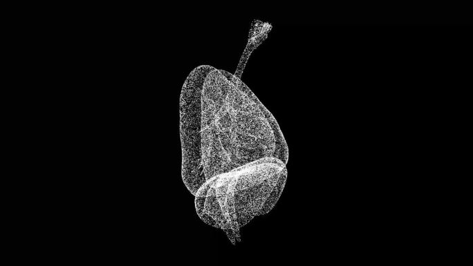 3D人体肺部在黑色bg上旋转。呼吸系统，人体。物体溶解了闪烁的微粒。科学的医学理念。用于标题，文本，