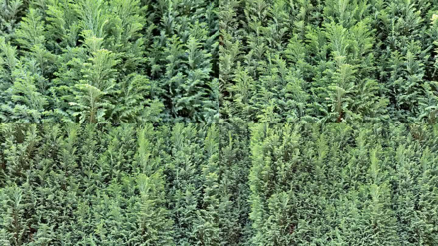 绿的香柏树lawsoniana背景