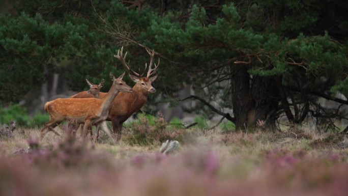 在Hoge Veluwe，马鹿在车辙季节的跟踪跟踪，浅景深