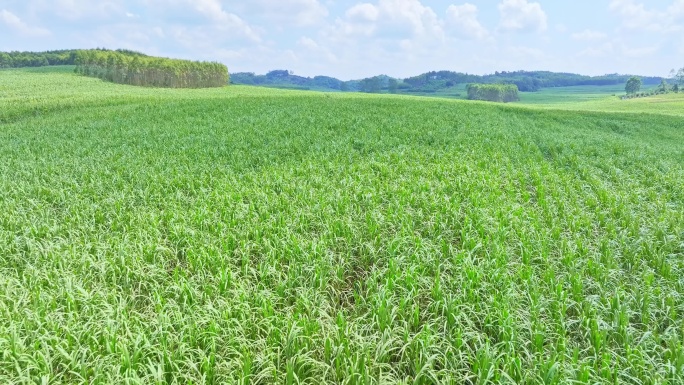 航拍广西甘蔗种植区甘蔗园区