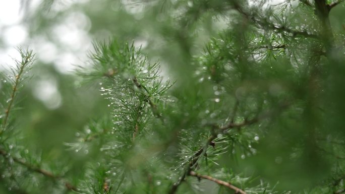 雨后松枝